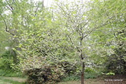 Cercis canadensis 'Alba' — photo 4